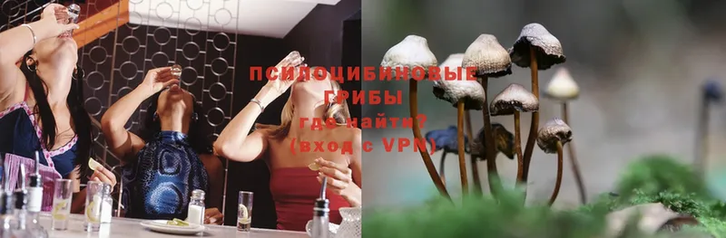 Галлюциногенные грибы Psilocybine cubensis  Междуреченск 